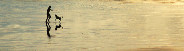 Person playing with a dog on a beach